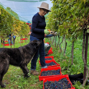 grape harvest, Annapolis Valley harvest, Avon Valley harvest